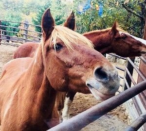 haz una ruta a caballo en madrid